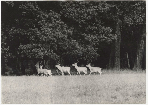 Red deers in a Czech reserve