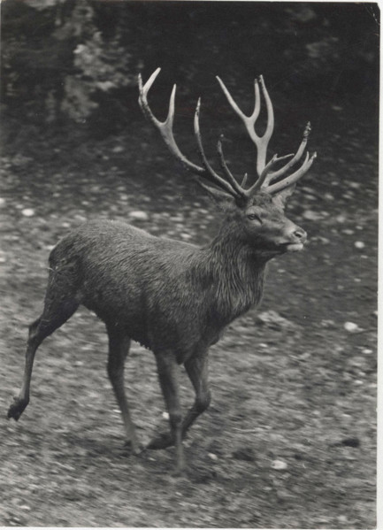 A deer in Salzburg Alpenzoo