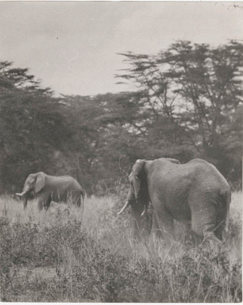 Elephants in Somalia,