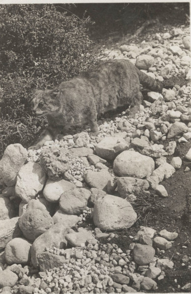A wild cat in Abruzzo National Park, Italy,