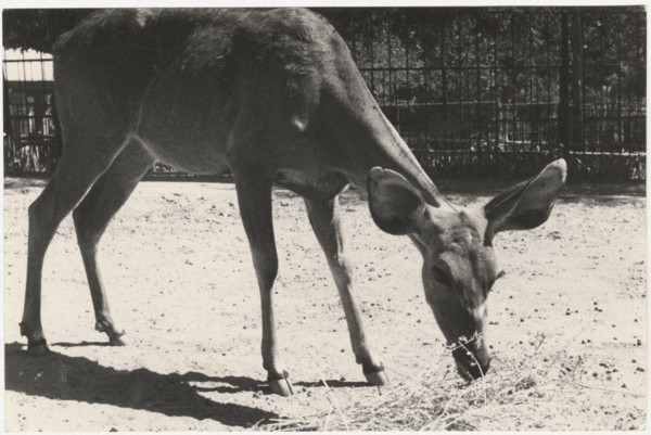 A gazelle in a zoo