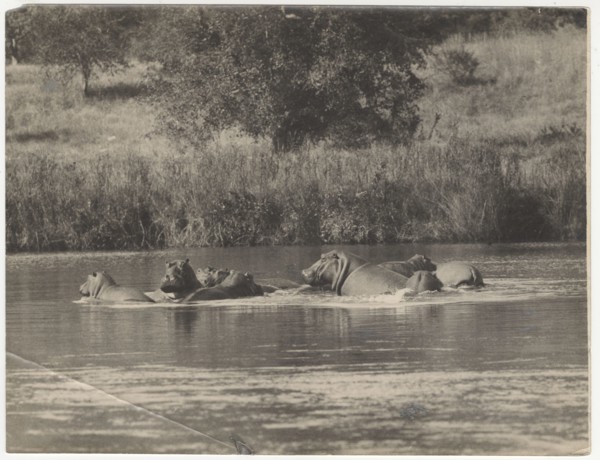 Hippopotamus lying in the water