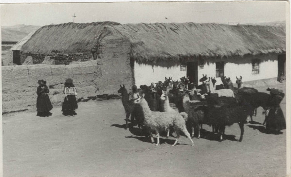 A group of llamas