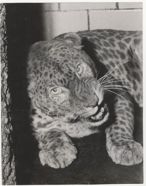 A male albino leopard in Central Zoo, New York, United States,
