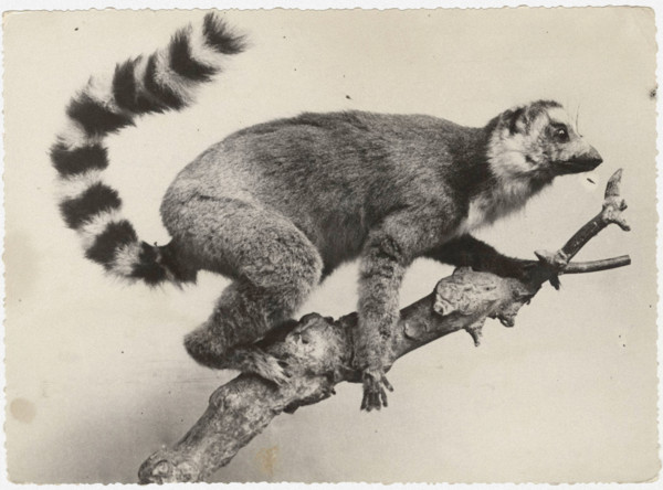 A lemur in Madagascar