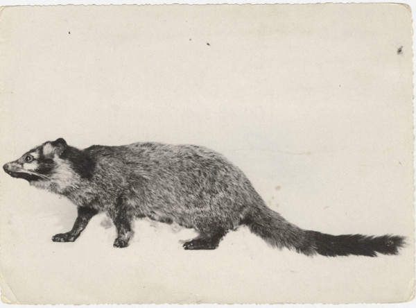 Mongoose
