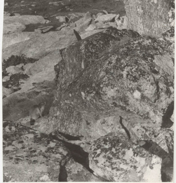 Marmot