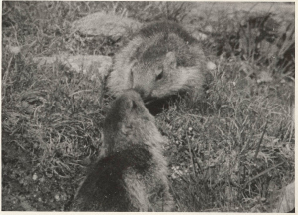 Marmots