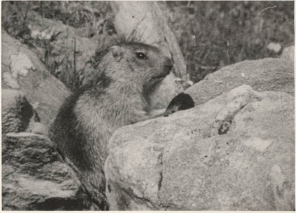 Marmot