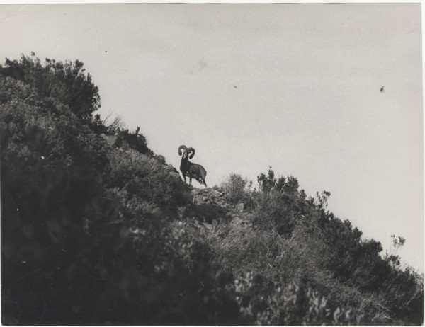 Mouflon