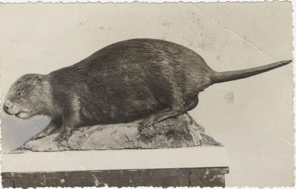 Beavers