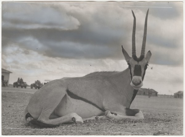 Oryx beisa