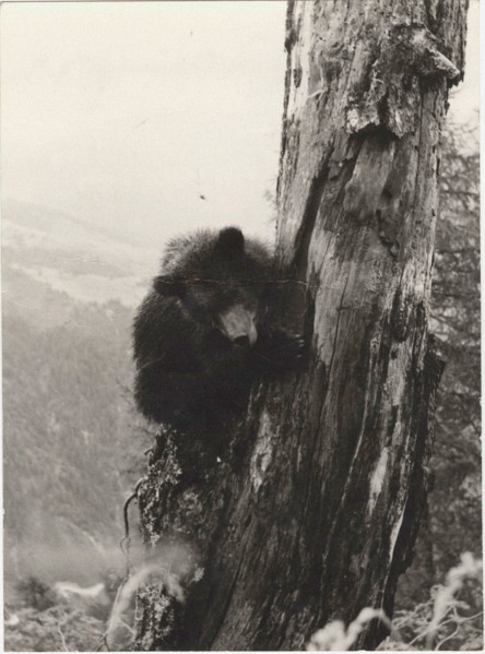 Bear in Val Genova, Italy