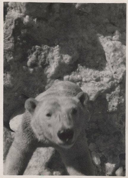 Bear, Sapmi area
