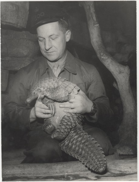 Giant pangolin in Antwerp Zoo
