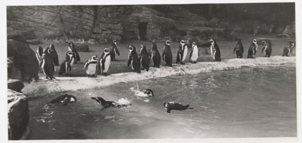 Penguins in Hamburg Zoo