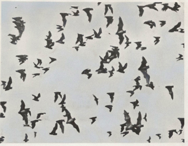 Flying bats
