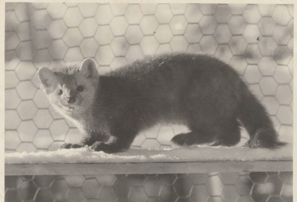An exemplar of sable held in captivity
