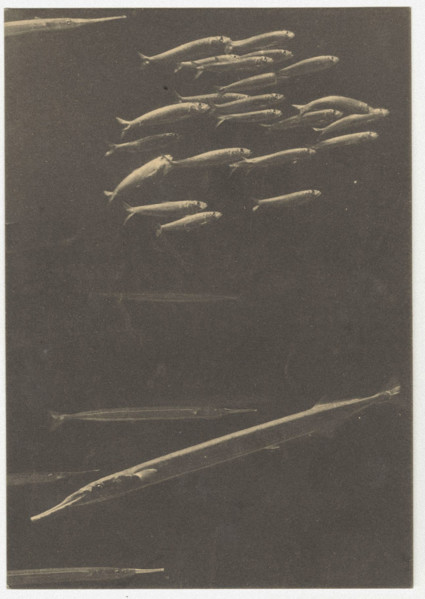 A needlefish, Naples, Italy