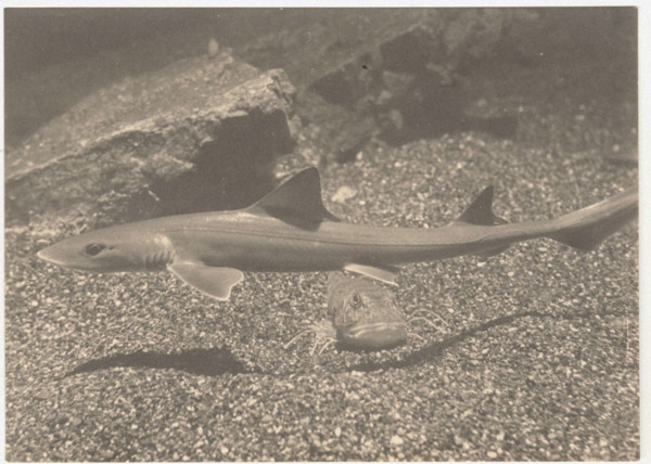 A small shark