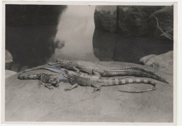 Alligators