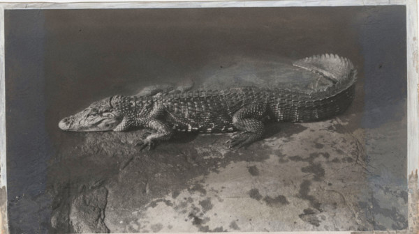 Caiman