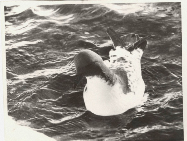 Cape petrel