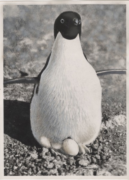 A female penguin brooding