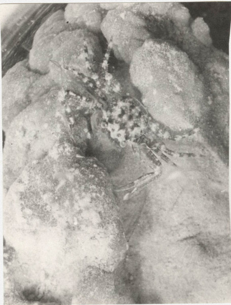 Crab