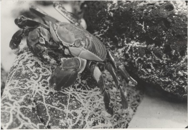 Crab of Galapgos islands
