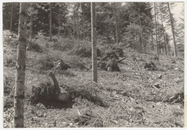 Eradication of silver fir trees