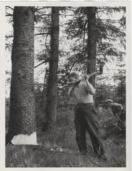 A forester making the initial incut of a tree by axe