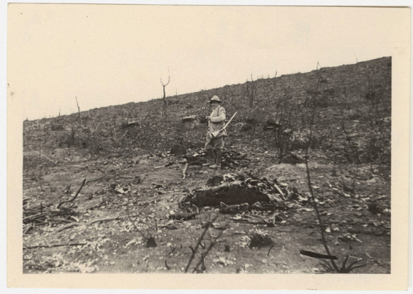 Burnt forest