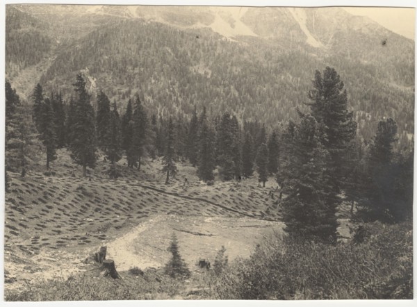 A field with holes to be filled with resinous trees. Cortina d'Ampezzo, Italy