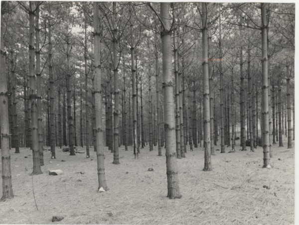Reforestation, Piossasco, Italy