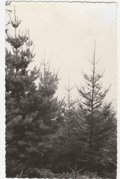 Reforestation works, Trivero, Italy
