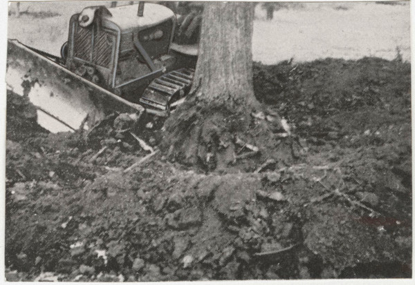 Reforestation works the socalled groana soil in Tradate, Italy