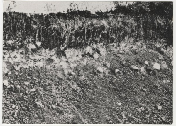 Reforestation works the socalled groana soil in Tradate, Italy