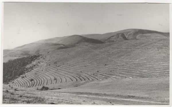 Reforestation works in Foligno, Italy