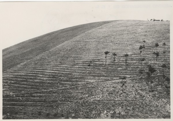 Monte Salviano reforestation