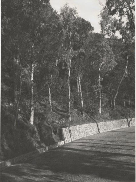Portella San Rizzo reforestation by planting pine trees and eucalyptus