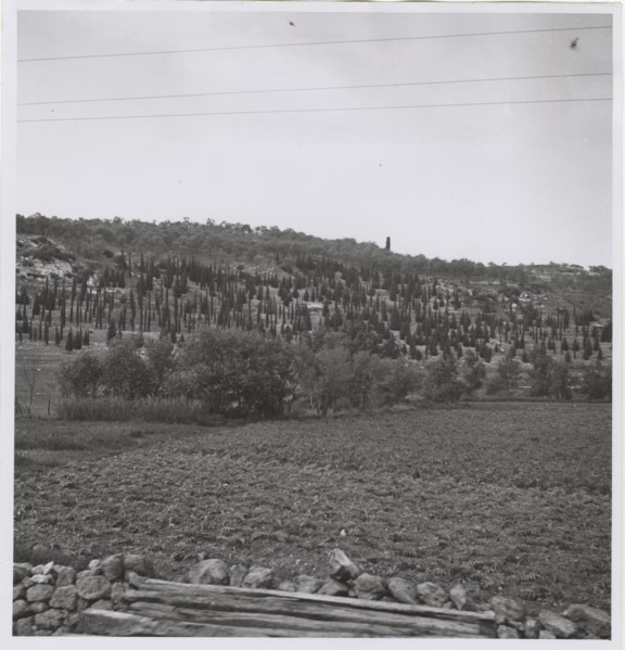 Reforestation in Sassari