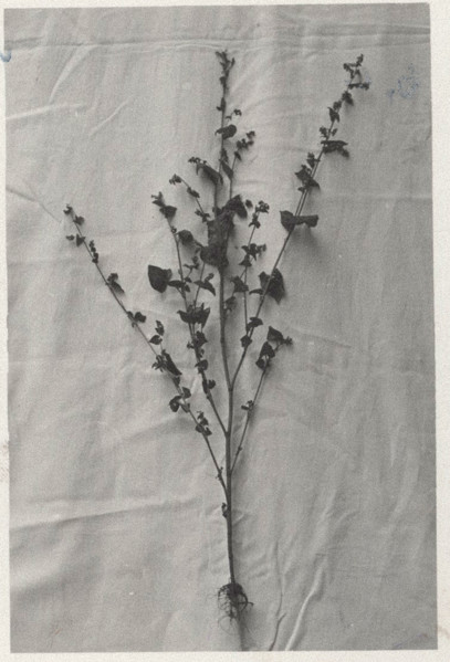Buckwheat