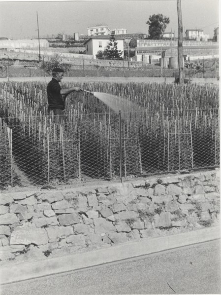 Carnations watering