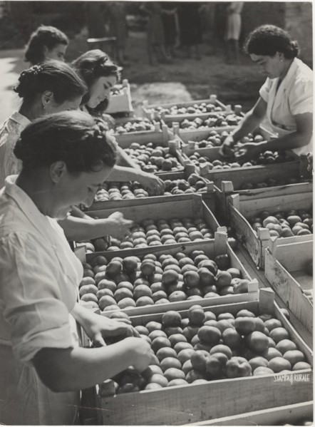 Boxes of tomatoes