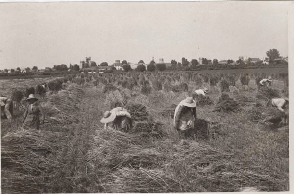 Villa Glori Wheat harvest