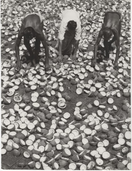 Copras  dried coconuts, used for oil and margarine. The copra is one of the main export products of Ceylon. The coconuts are opened with axes and let to dry in the hot sun. After a short while, the in...