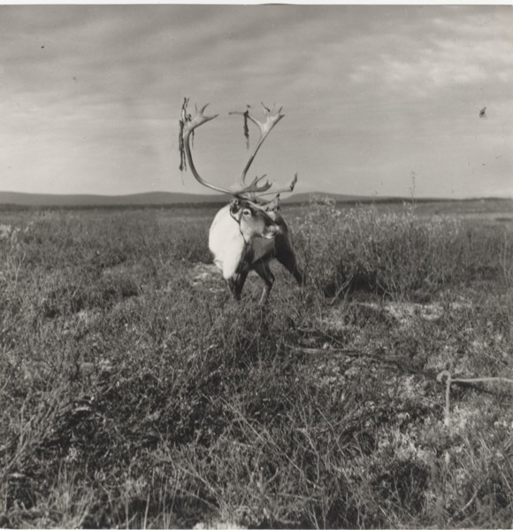 An exemplar of male reindeer soon before the mating season, when the skin covering its horns starts to fall