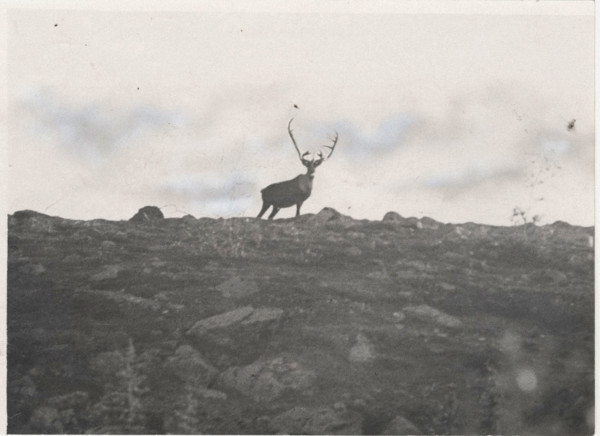 A caribou