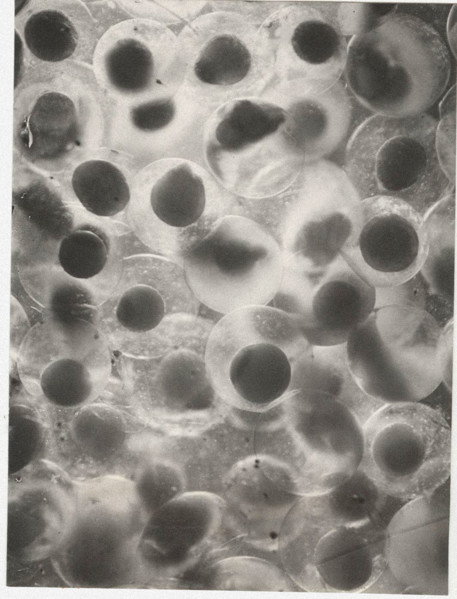 Eggs of whitefish